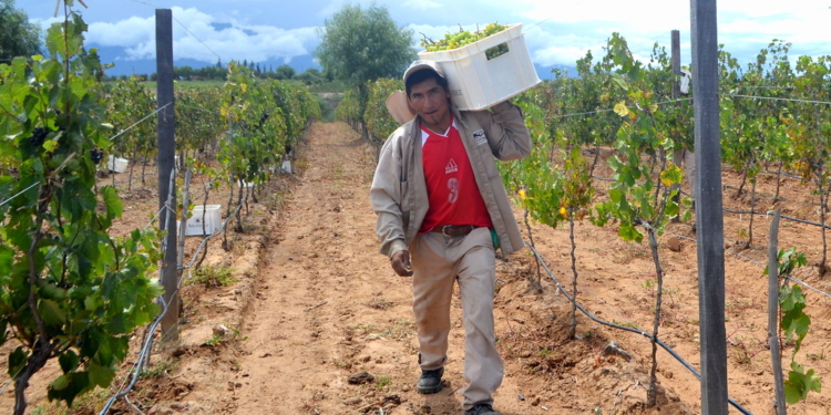 Se oficializaron los nuevos beneficios para viñateros y contratistas que incluyen jubilaciones anticipadas y remuneraciones actualizadas