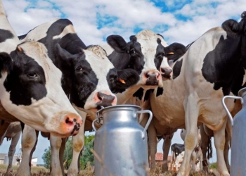 Cae fuerte en serio el consumo interno de lácteos, pero la exportación crece y evita una crisis de sobreoferta