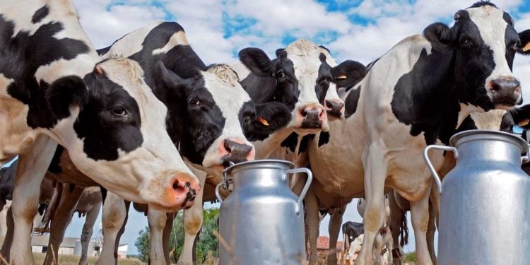 Cae fuerte en serio el consumo interno de lácteos, pero la exportación crece y evita una crisis de sobreoferta