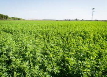 Argentina habilitó la comercialización de una alfalfa tolerante a glifosato