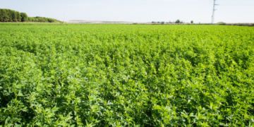 Argentina habilitó la comercialización de una alfalfa tolerante a glifosato