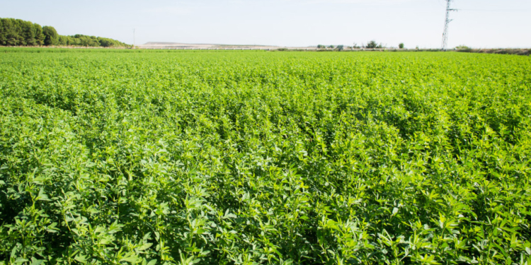 Argentina habilitó la comercialización de una alfalfa tolerante a glifosato