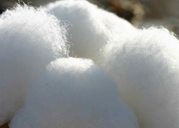 La siembra de algodón comienza con precios internacionales por las nubes y excelente humedad en el perfil ¿Qué más se puede pedir?