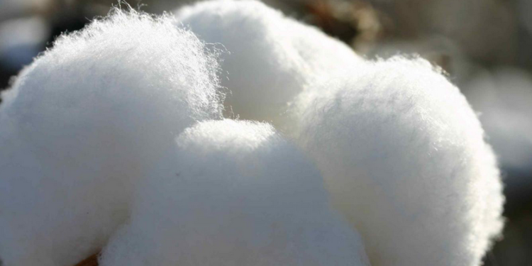 La siembra de algodón comienza con precios internacionales por las nubes y excelente humedad en el perfil ¿Qué más se puede pedir?