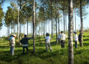 El gobierno nacional actualizó la reglamentación de Ley de Inversiones para Bosques Cultivados