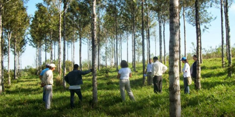 El gobierno nacional actualizó la reglamentación de Ley de Inversiones para Bosques Cultivados