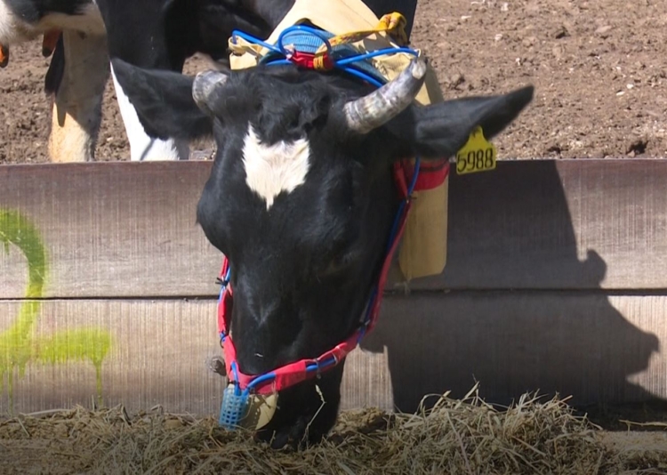 Bosta, eructos, fertilizantes y agua: ¿Qué indicadores se analizan en el INTA Rafaela para medir las culpas de las vacas en el cambio climático?