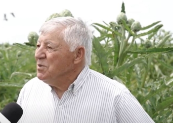 Carmelo Mancuso tiene 71 años de relación amorosa con el alcaucil: “Mis abuelos trajeron en la valija los brotes desde Italia”, recuerda