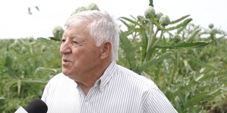 Carmelo Mancuso tiene 71 años de relación amorosa con el alcaucil: “Mis abuelos trajeron en la valija los brotes desde Italia”, recuerda