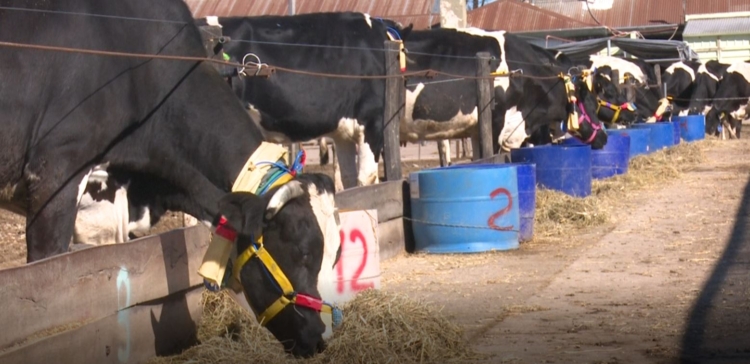 Bosta, eructos, fertilizantes y agua: ¿Qué indicadores se analizan en el INTA Rafaela para medir las culpas de las vacas en el cambio climático?