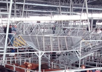 El nuevo Mercado Ganadero de Cañuelas debutó con un traspié: Cedió una pasarela y hubo heridos leves