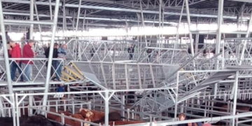 El nuevo Mercado Ganadero de Cañuelas debutó con un traspié: Cedió una pasarela y hubo heridos leves