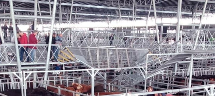 El nuevo Mercado Ganadero de Cañuelas debutó con un traspié: Cedió una pasarela y hubo heridos leves