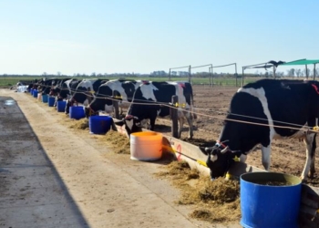 Bosta, eructos, fertilizantes y agua: ¿Qué indicadores se analizan en el INTA Rafaela para medir las culpas de las vacas en el cambio climático?