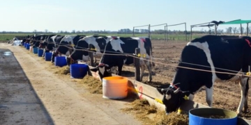 Bosta, eructos, fertilizantes y agua: ¿Qué indicadores se analizan en el INTA Rafaela para medir las culpas de las vacas en el cambio climático?