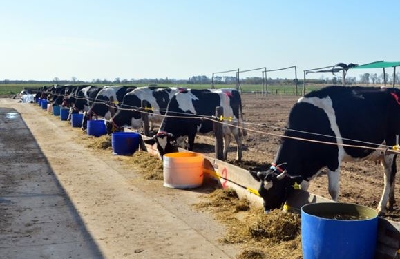 Bosta, eructos, fertilizantes y agua: ¿Qué indicadores se analizan en el INTA Rafaela para medir las culpas de las vacas en el cambio climático?