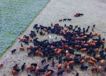 Se presentó la flamante Asociación Grassfed Argentina: Agrupa a quienes producen carne a pasto pero a la vez practican una ganadería regenerativa