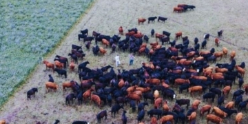 Se presentó la flamante Asociación Grassfed Argentina: Agrupa a quienes producen carne a pasto pero a la vez practican una ganadería regenerativa