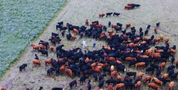 Se presentó la flamante Asociación Grassfed Argentina: Agrupa a quienes producen carne a pasto pero a la vez practican una ganadería regenerativa
