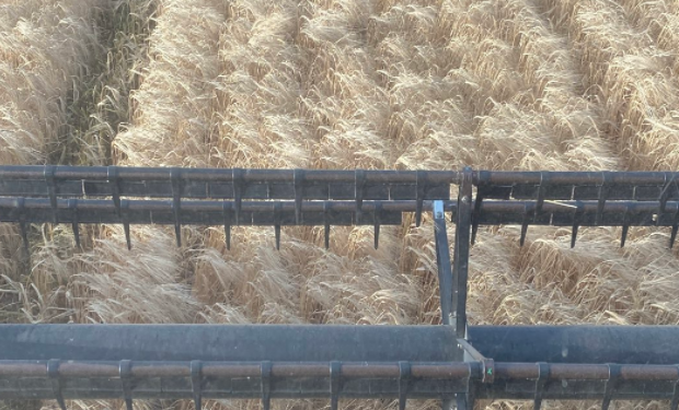 La cebada forrajera argentina vale casi lo mismo que el trigo gracias al “combo” intervencionista del gobierno