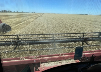 Comenzó a ingresar el trigo del norte de la región pampeana con muy buenos rendimientos