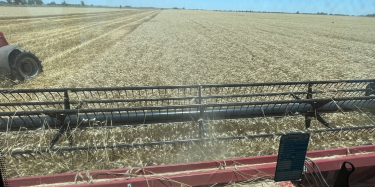 Comenzó a ingresar el trigo del norte de la región pampeana con muy buenos rendimientos