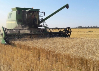 La Federación de Contratistas pretende una tarifa de 9.000 $/ha para un trigo de 42 quintales, pero el mercado paga menos de esa cifra