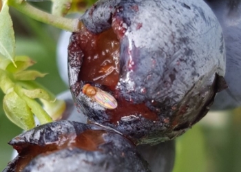 Alerta en Concordia: La mosca de alas manchadas juega a las escondidas entre los arándanos