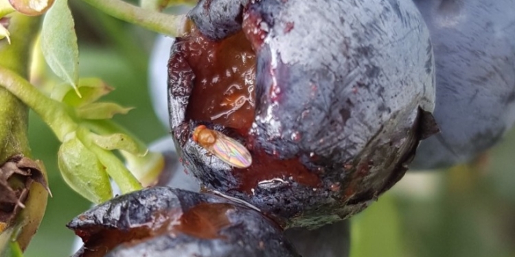Alerta en Concordia: La mosca de alas manchadas juega a las escondidas entre los arándanos