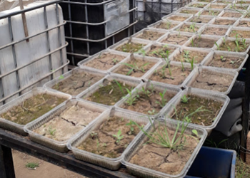 Un estudio de la Facultad de Agronomía confirmó que el mejor remedio contra las malezas resistentes es… la rotación de cultivos