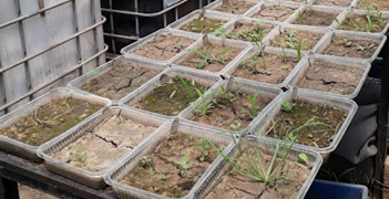 Un estudio de la Facultad de Agronomía confirmó que el mejor remedio contra las malezas resistentes es… la rotación de cultivos