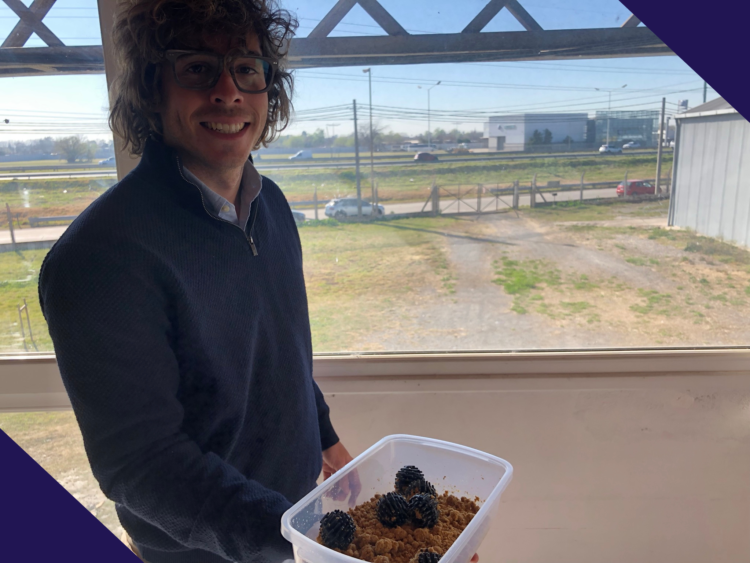 ¿Qué se obtiene de la mezcla de bagazo cervecero y moscas? Fertilizantes, biogás y hasta un suplemento proteico aplicable a bovinos