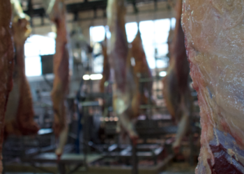 Un relevamiento del Indec muestra con datos contundentes el daño causado por el “cepo cárnico” a la industria frigorífica argentina