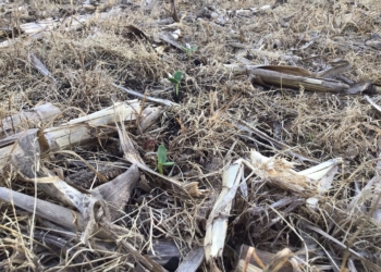 Mientras esperamos que llegue el hidrógeno australiano, Argentina recibe una inversión de 17.300 millones de dólares de una “empresa” ¿Cuál será?