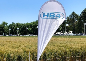 Documento oficial: “La harina de trigo genéticamente modificado es tan seguro para la salud humana y animal como la producida a partir de granos convencionales”