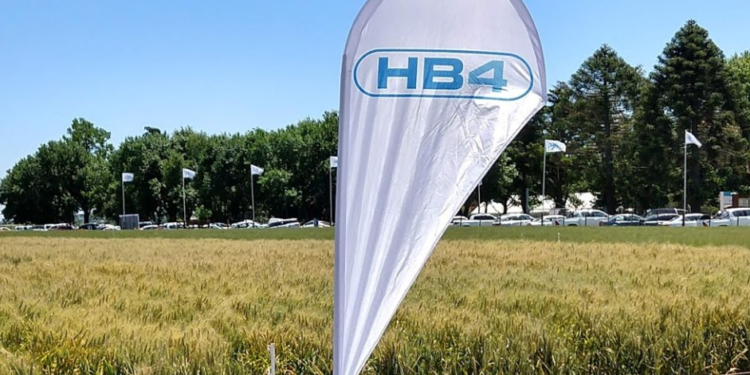 Documento oficial: “La harina de trigo genéticamente modificado es tan seguro para la salud humana y animal como la producida a partir de granos convencionales”