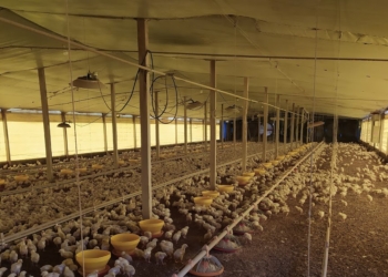 Sorpresiva decisión de Senasa para hacer frente a una preocupante enfermedad en la principal zona productora de pollos parrilleros de la Argentina