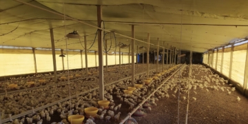 Sorpresiva decisión de Senasa para hacer frente a una preocupante enfermedad en la principal zona productora de pollos parrilleros de la Argentina