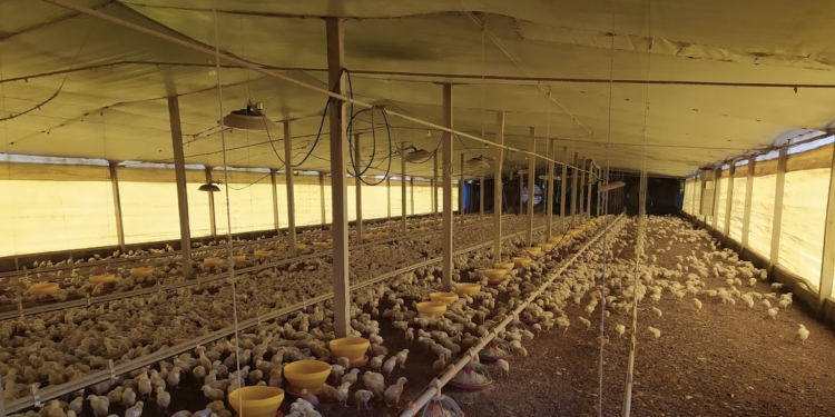 Sorpresiva decisión de Senasa para hacer frente a una preocupante enfermedad en la principal zona productora de pollos parrilleros de la Argentina