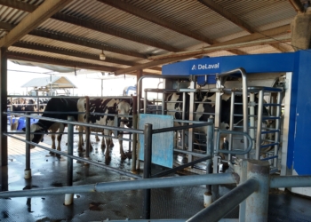 Nuevas tecnologías en lechería: ¿Qué rol cumplen los operarios de un tambo cuando llegan los robots?