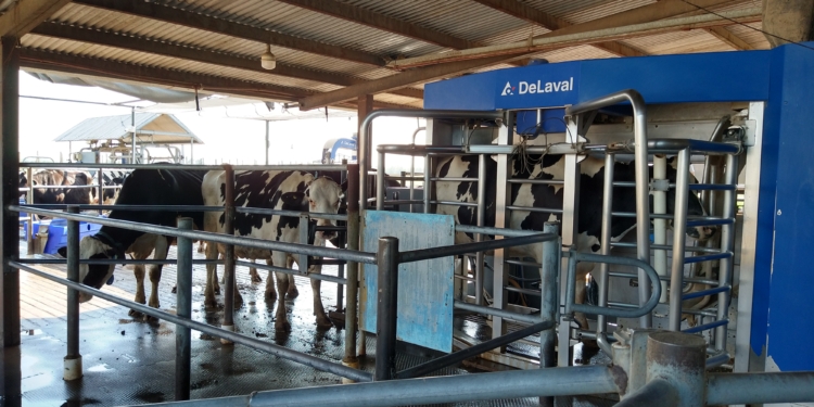 Nuevas tecnologías en lechería: ¿Qué rol cumplen los operarios de un tambo cuando llegan los robots?