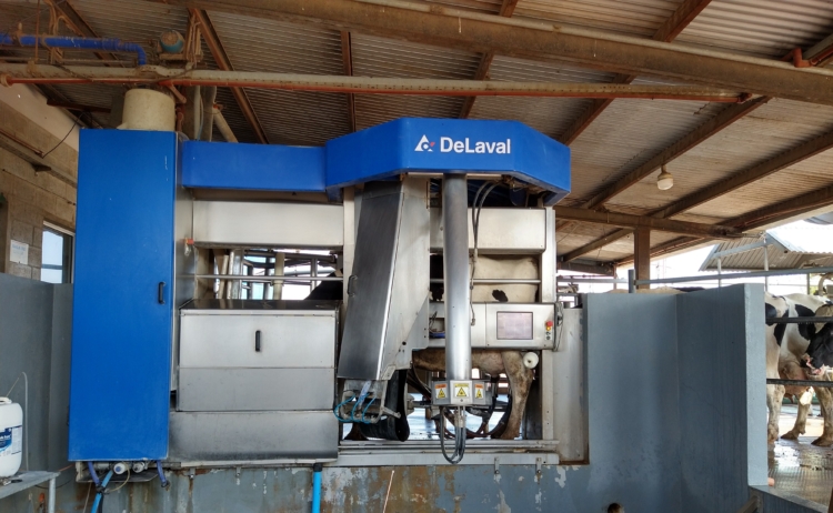 Nuevas tecnologías en lechería: ¿Qué rol cumplen los operarios de un tambo cuando llegan los robots?