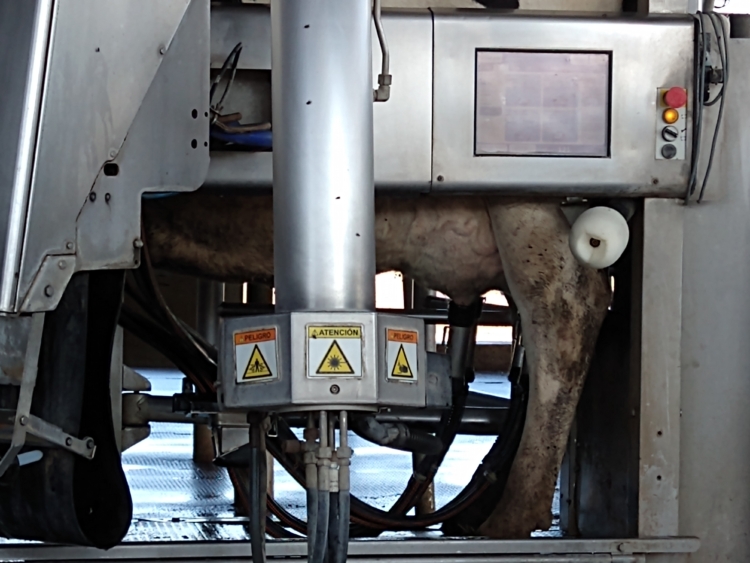 Nuevas tecnologías en lechería: ¿Qué rol cumplen los operarios de un tambo cuando llegan los robots?