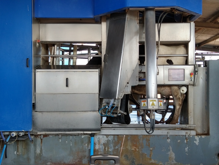 Nuevas tecnologías en lechería: ¿Qué rol cumplen los operarios de un tambo cuando llegan los robots?