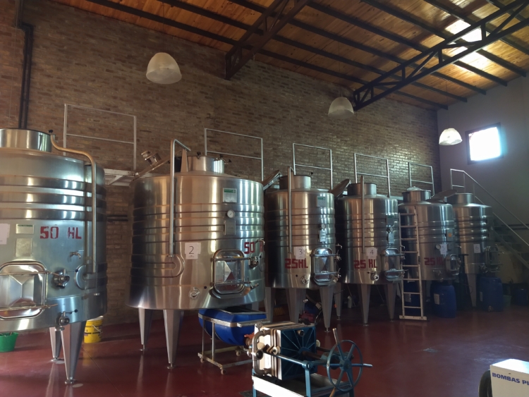 Al pie de las Sierras Azules, Gustavo Uajardo vela por la producción de los vinos Summus, que ya llevan ganados más de 40 medallas