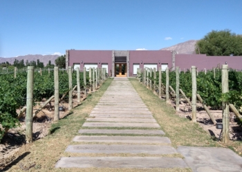 Al pie de las Sierras Azules, Gustavo Uajardo vela por la producción de los vinos Summus, que ya llevan ganados más de 40 medallas
