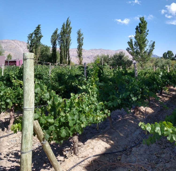 Al pie de las Sierras Azules, Gustavo Uajardo vela por la producción de los vinos Summus, que ya llevan ganados más de 40 medallas