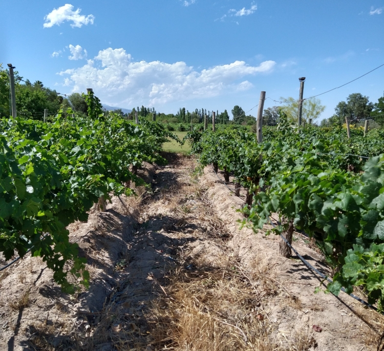 Al pie de las Sierras Azules, Gustavo Uajardo vela por la producción de los vinos Summus, que ya llevan ganados más de 40 medallas