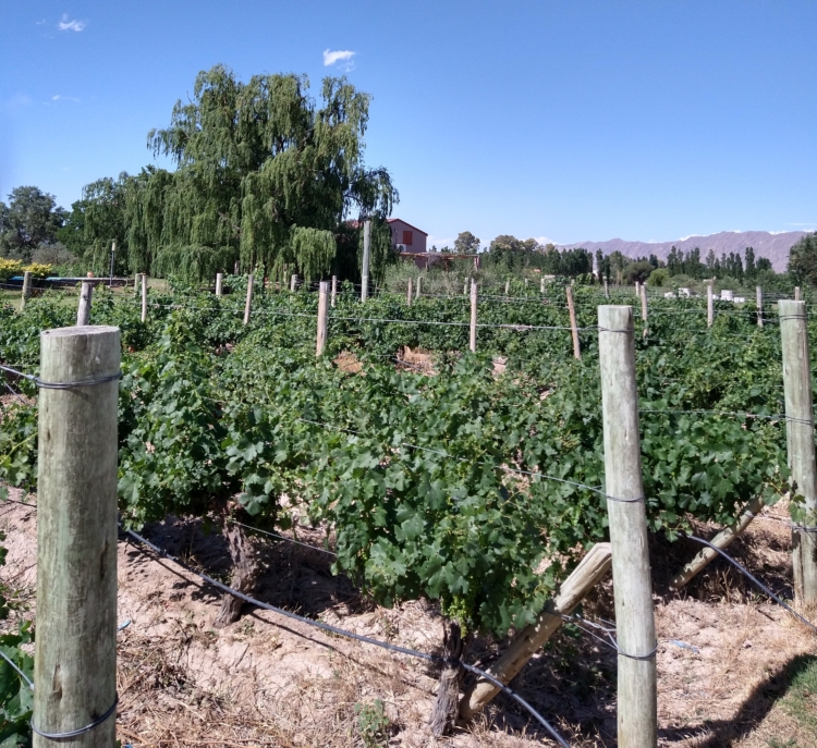 Al pie de las Sierras Azules, Gustavo Uajardo vela por la producción de los vinos Summus, que ya llevan ganados más de 40 medallas