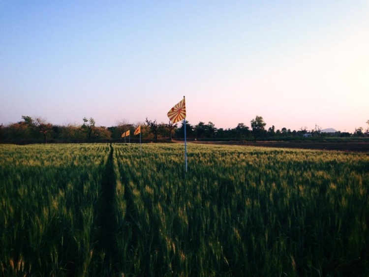 Existe una “agricultura yóguica” y sus impulsores la explican de manera simple: “Los buenos pensamientos generan buenos cultivos”